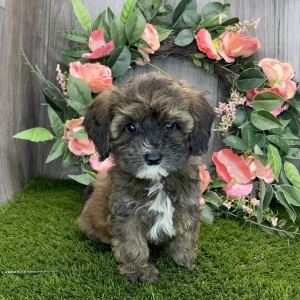 Havapoo Puppy Macey