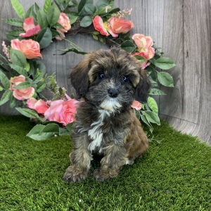 Havapoo Puppy Macey