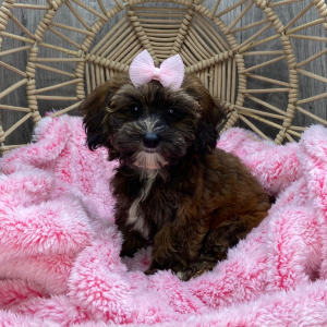 Havapoo Puppy Macey