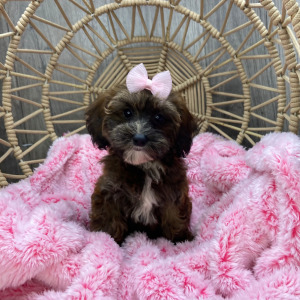 Havapoo Puppy Macey