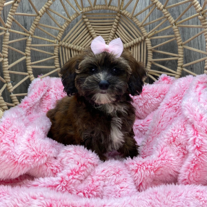Havapoo Puppy Macey