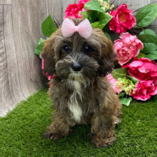 Havapoo Puppy Macey