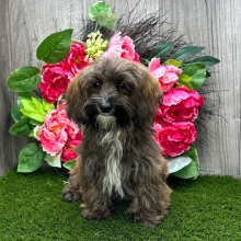 Havapoo Puppy Macey
