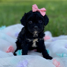 Cavapoo Puppy Ainsley