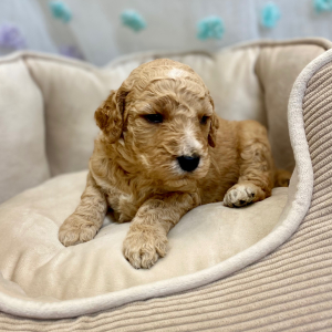 Springerdoodle Puppy Porsche