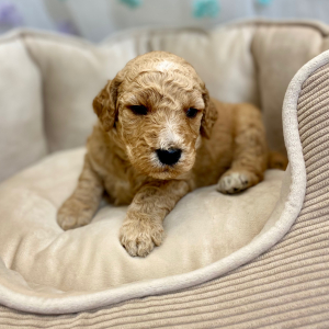Springerdoodle Puppy Porsche