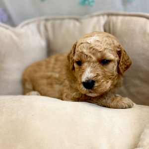 Springerdoodle Puppy Porsche