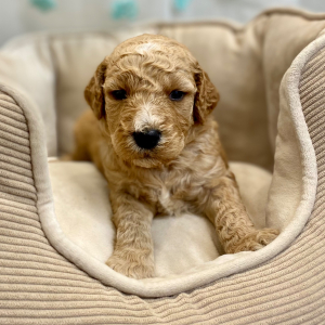 Springerdoodle Puppy Porsche
