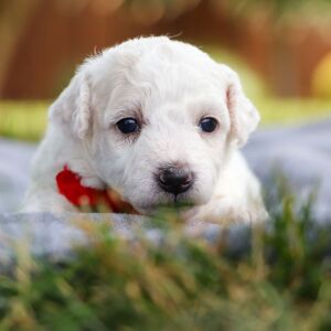 Bichon Frise Puppy Brody