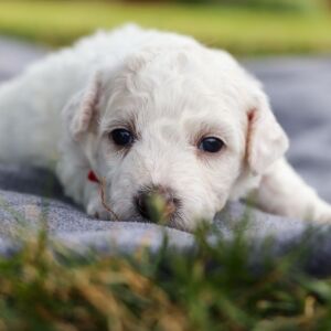 Bichon Frise Puppy Brody