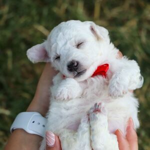 Bichon Frise Puppy Brody