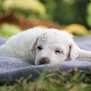 Bichon Frise Puppy Brody