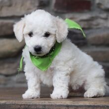 Bichon Frise Puppy Brody