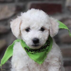 Bichon Frise Puppy Brody