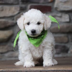 Bichon Frise Puppy Brody