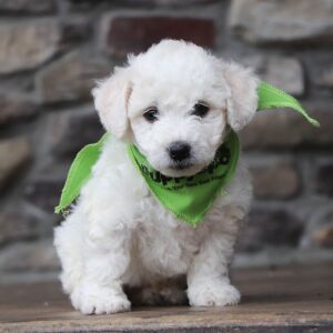 Bichon Frise Puppy Brody