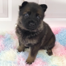 German Shepherd Dog Puppy Mink