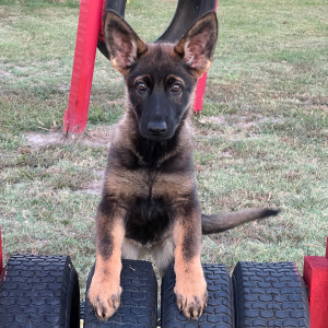 German Shepherd Dog Puppy Mink