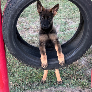 German Shepherd Dog Puppy Mink