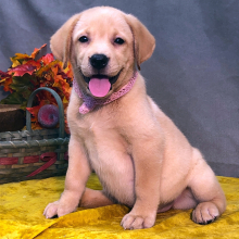 Labrador Retriever Puppy Keesha