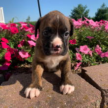 Boxer Puppy Patches