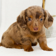 Dachshund Puppy Emy