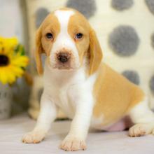 Beagle Puppy Joyce