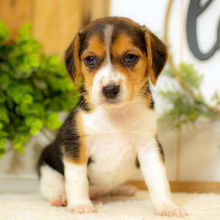 Beagle Puppy Joy