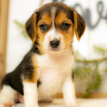 Beagle Puppy Joy