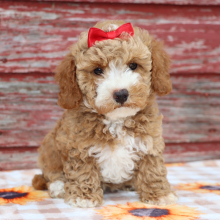 Poodle Puppy Lexa