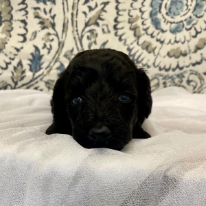 Poodle Puppy Electric