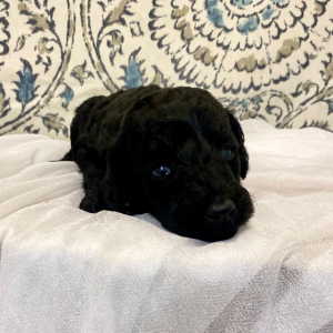 Poodle Puppy Electric
