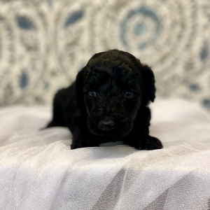 Poodle Puppy Electric