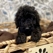 Poodle Puppy Electric