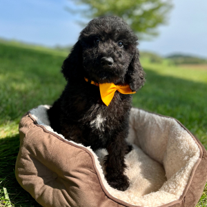 Poodle Puppy Electric