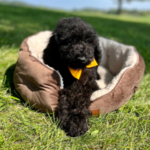 Poodle Puppy Electric