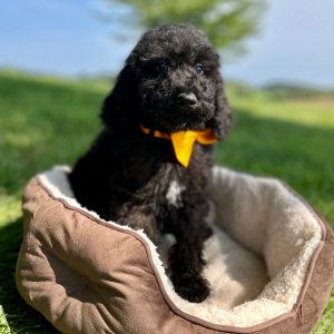 Poodle Puppy Electric