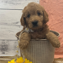 Goldendoodle Puppy Sammy