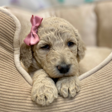 Poodle Puppy Celina