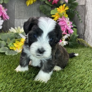 Havapoo Puppy Hudson