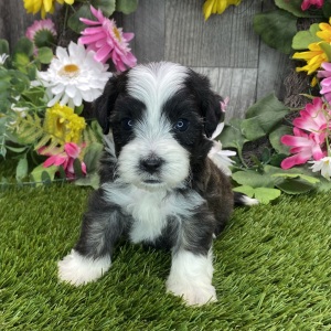 Havapoo Puppy Hudson