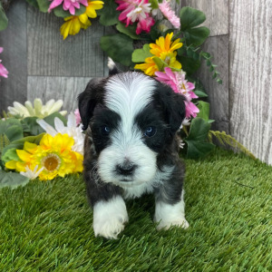 Havapoo Puppy Hudson