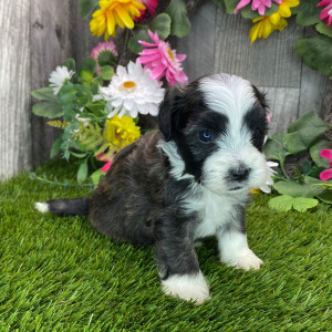 Havapoo Puppy Hudson