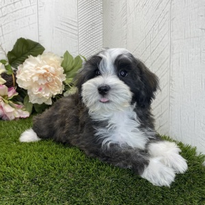 Havapoo Puppy Hudson