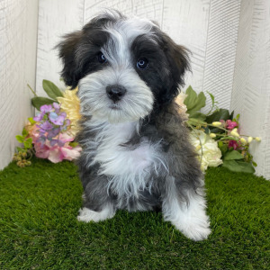 Havapoo Puppy Hudson