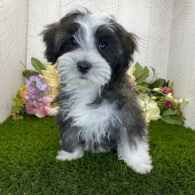 Havapoo Puppy Hudson