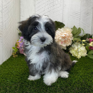 Havapoo Puppy Hudson
