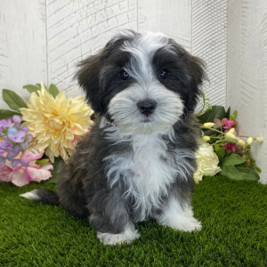 Havapoo Puppy Hudson