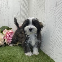Havapoo Puppy Hudson