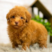 Poodle Puppy Leigha